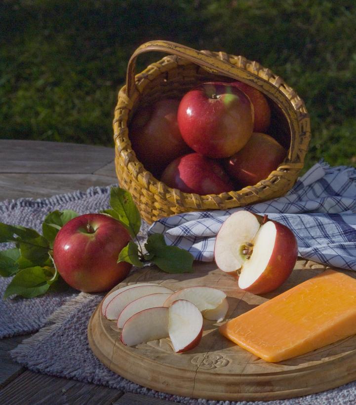 Image Credit: Bailey Nurseries