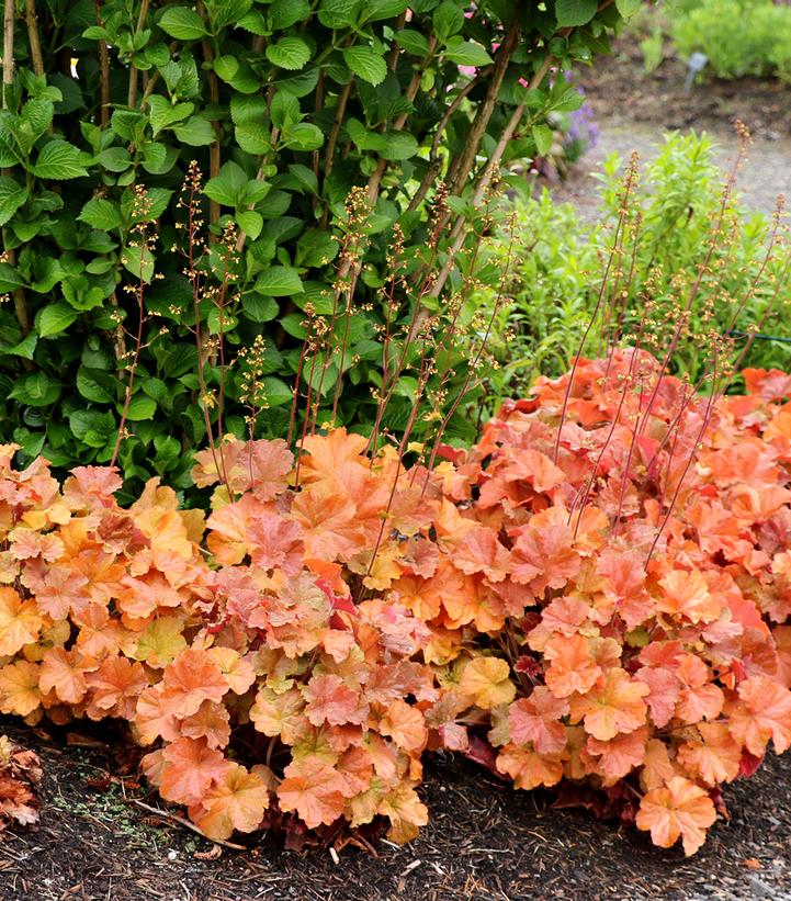 Image Credit: Terra Nova Nurseries