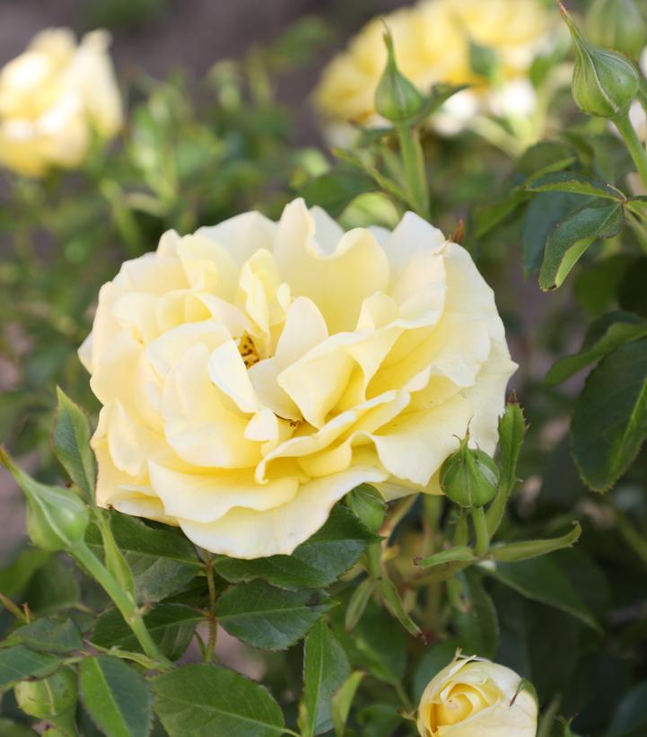 Image Credit: Altman Plants