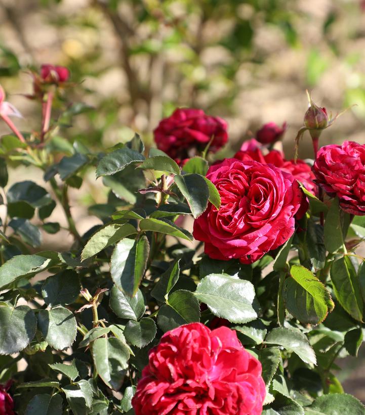 Image Credit: Altman Plants