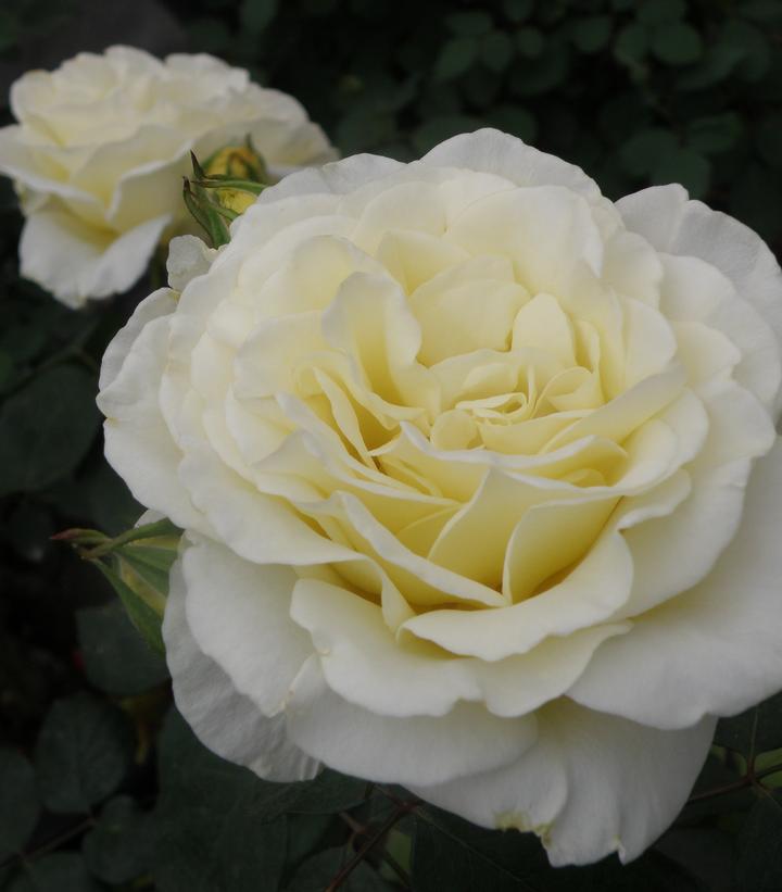 Image Credit: Altman Plants