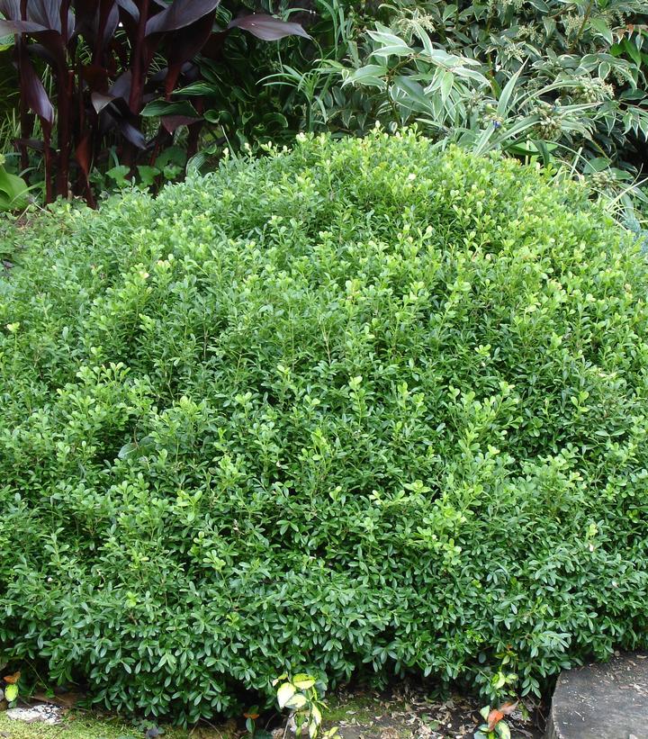 Image Credit: NewGen® Boxwood