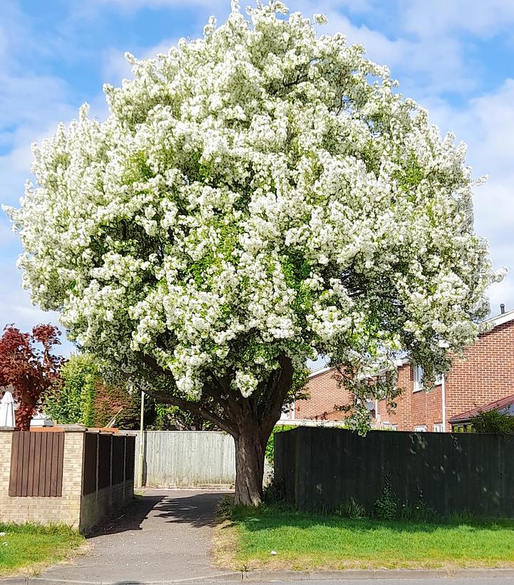 Image Credit: Wikipedia