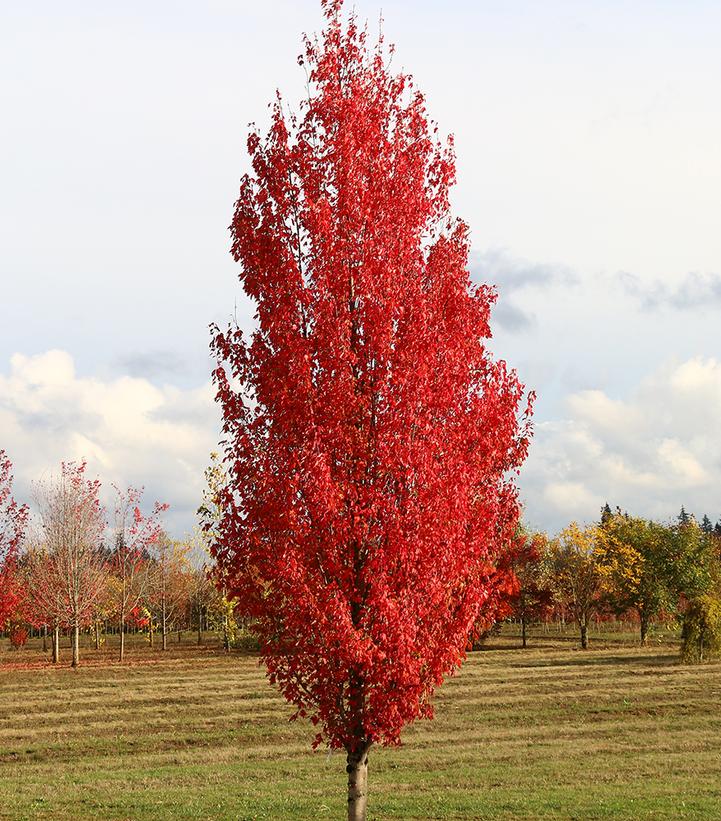 Image Credit: J. Frank Schmidt & Son Co.