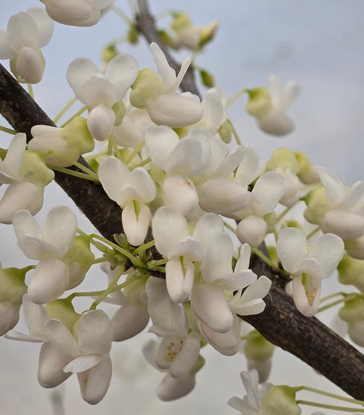 Image Credit: Prides Corner Farms