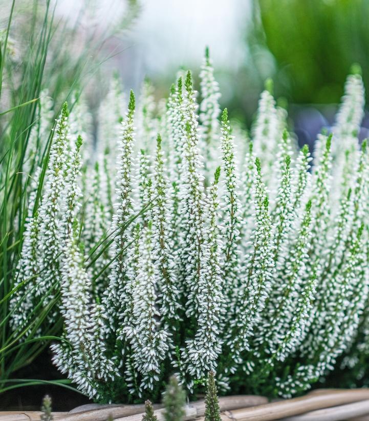 Image Credit: Qualitree