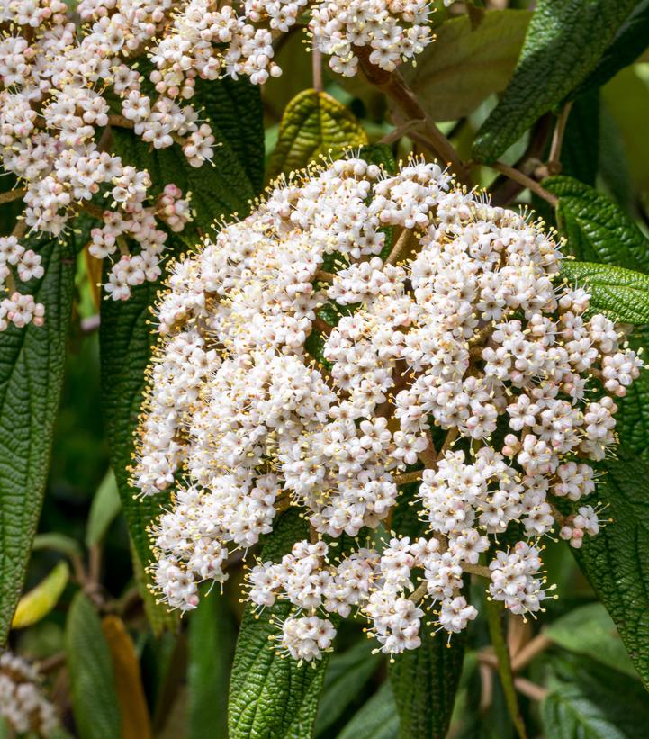 Image Credit: Adobe Stock