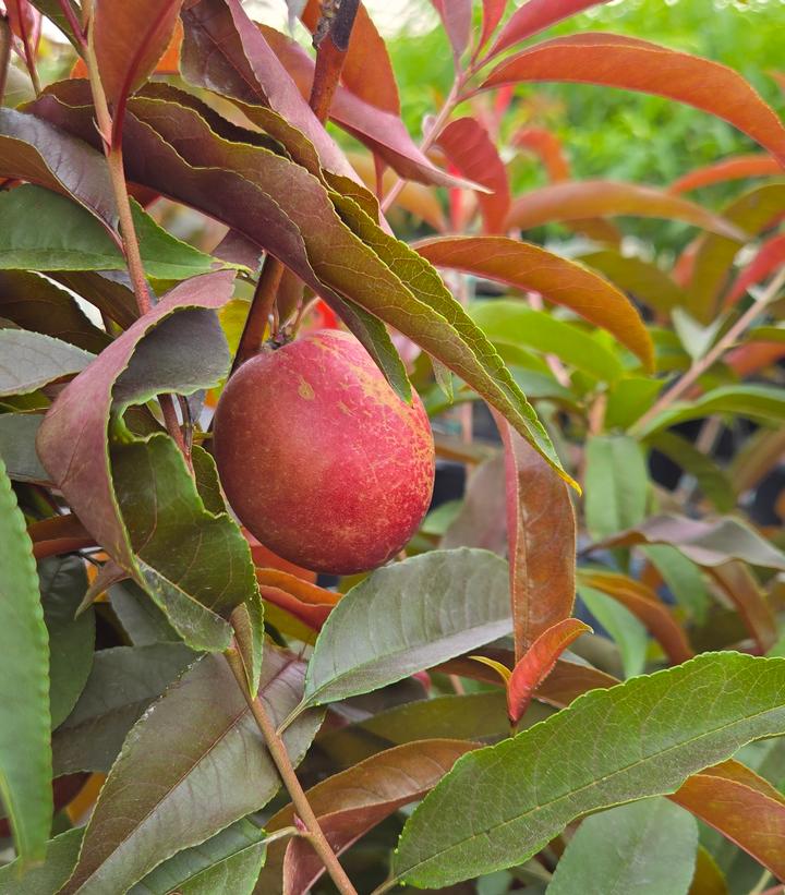 Image Credit: Prides Corner Farms