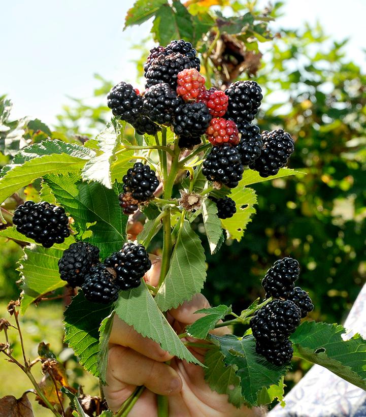 Image Credit: University of Arkansas