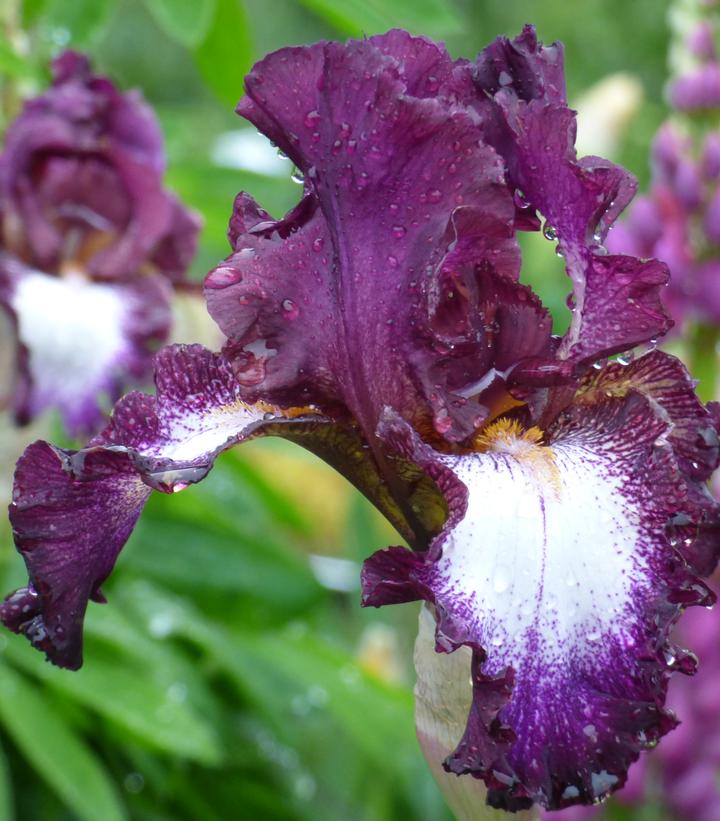 Image Credit: Schreiner's Iris Garden