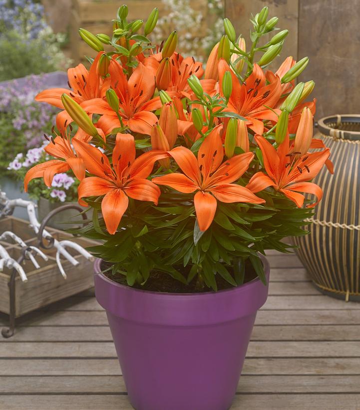 Image Credit: Ball Horticultural