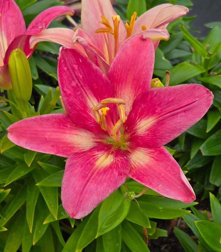 Image Credit: Prides Corner Farms