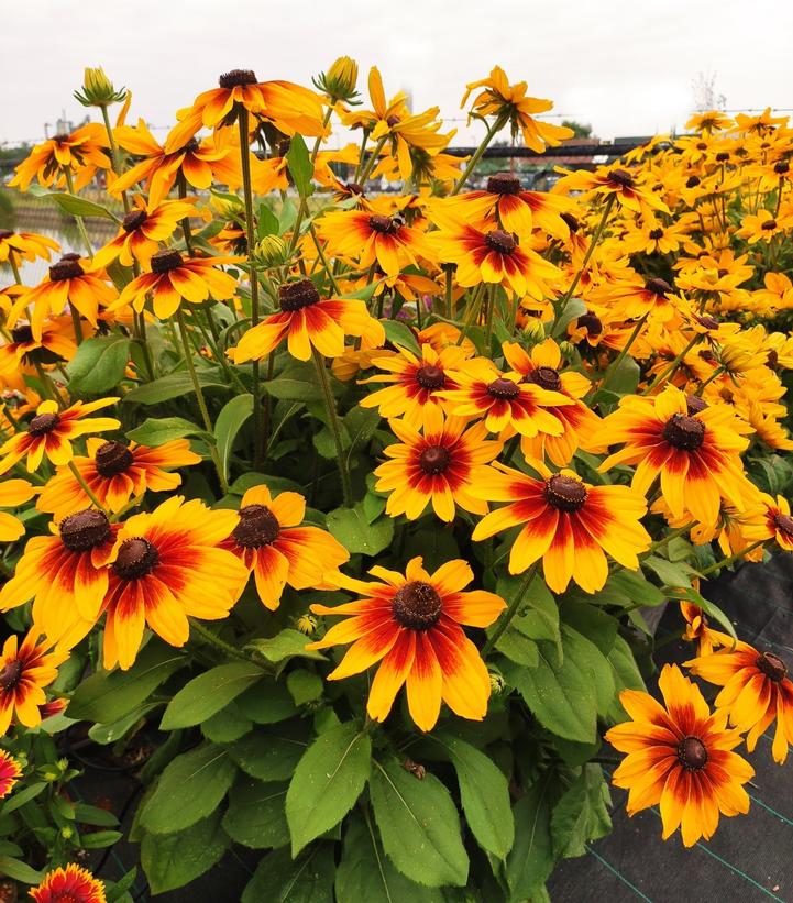 Image Credit: Ball Horticultural