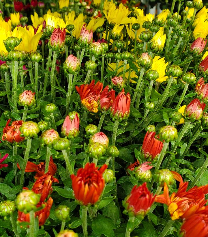 Image Credit: Prides Corner Farms
