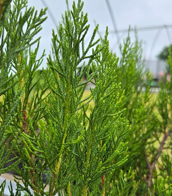 Image Credit: Prides Corner Farms