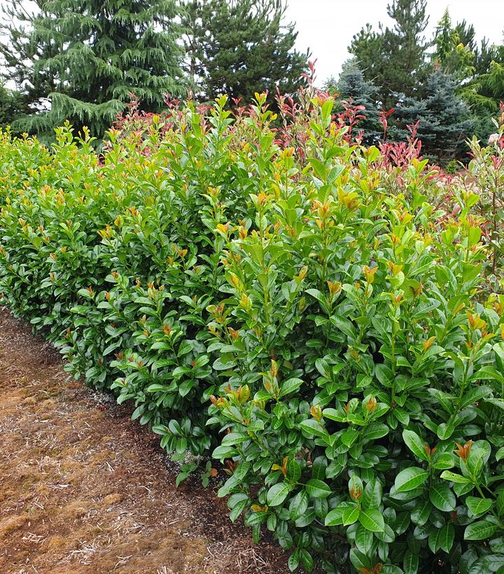 Image Credit: Concept Plants