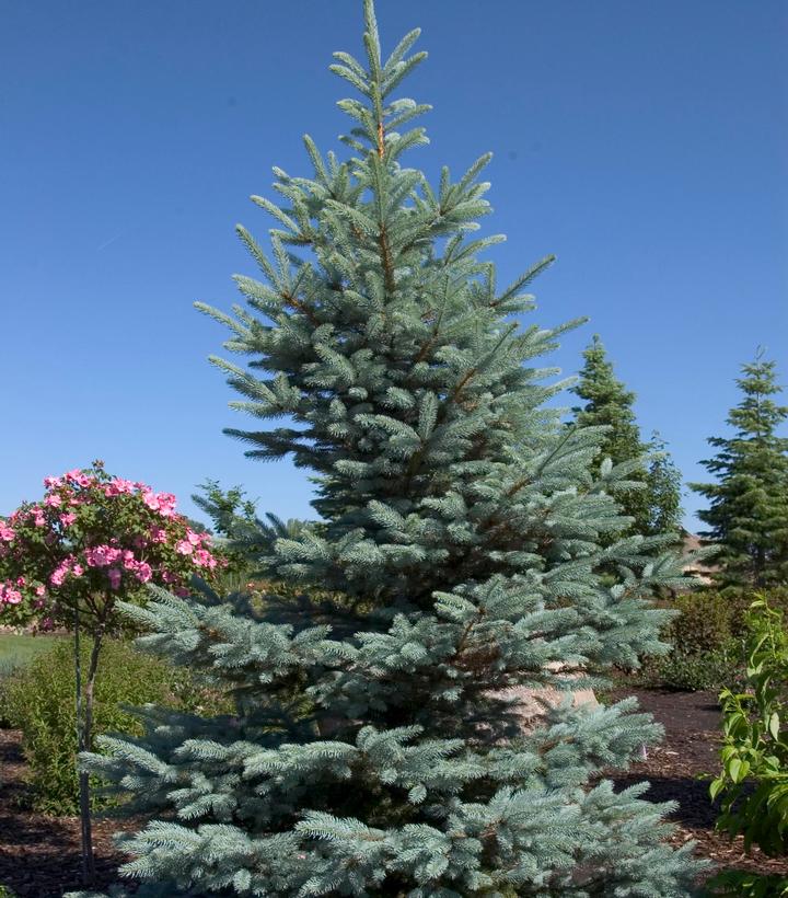 Image Credit: Bailey Nurseries