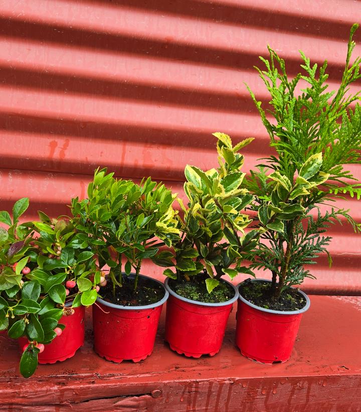 Image Credit: Prides Corner Farms