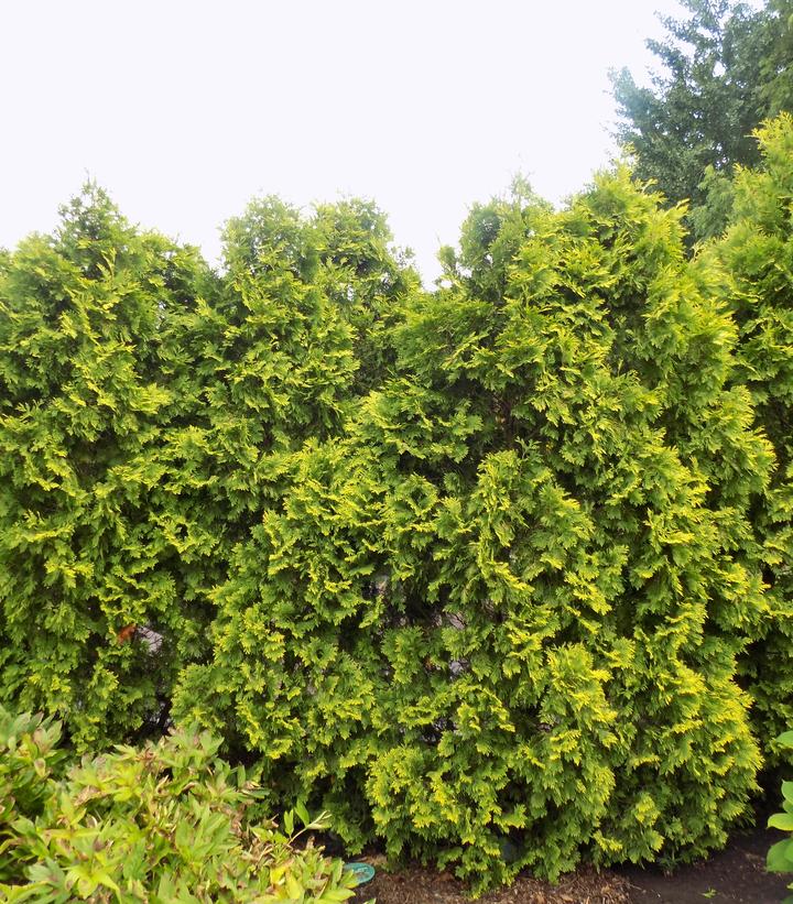 Image Credit: Missouri Botanical Garden