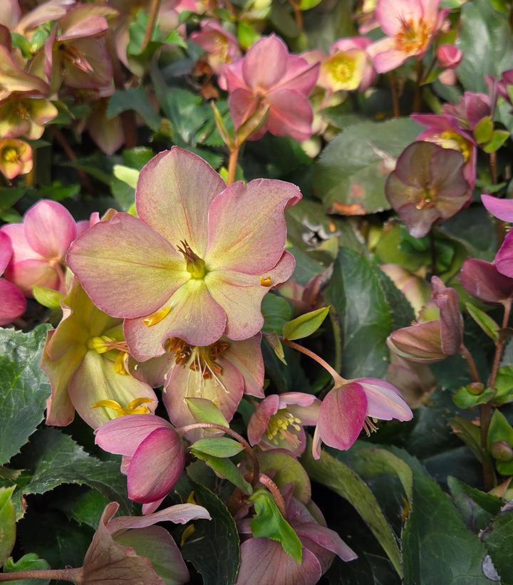 Image Credit: Prides Corner Farms