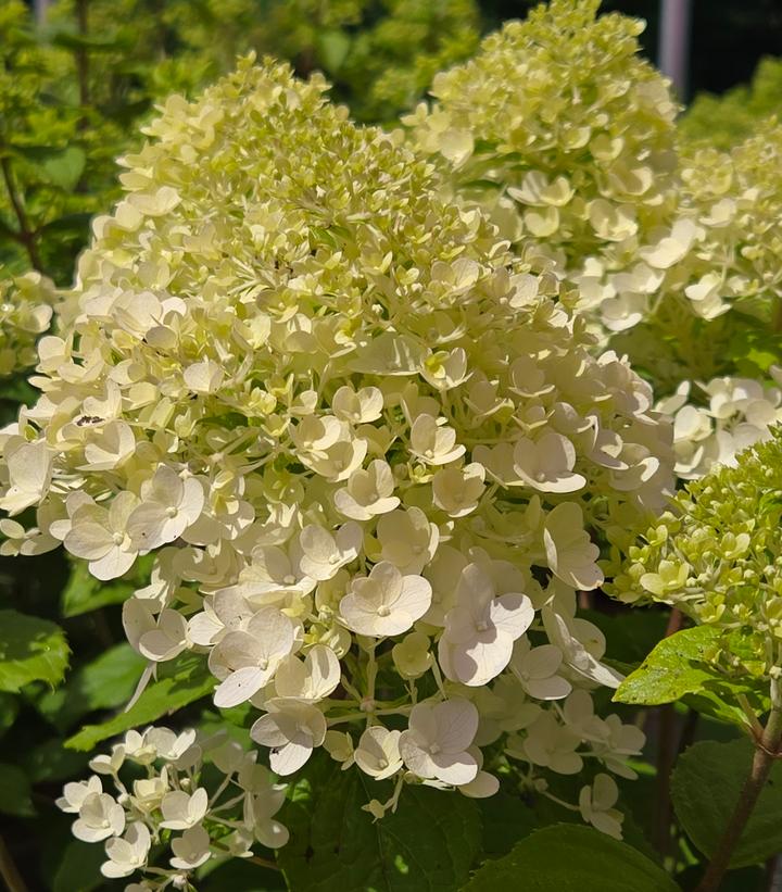 Image Credit: Prides Corner Farms