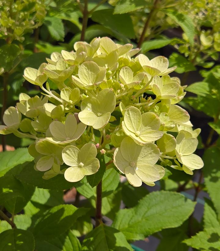 Image Credit: Prides Corner Farms