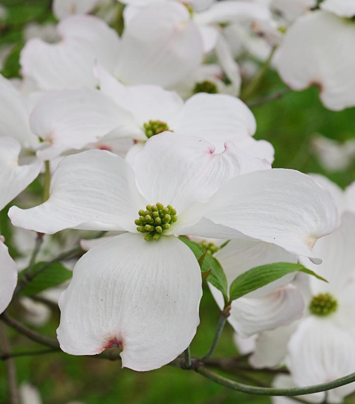 Image Credit: Adobe Stock