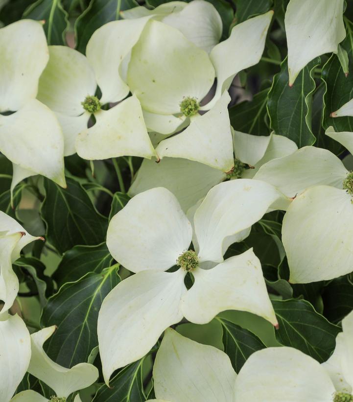 Image Credit: Adobe Stock