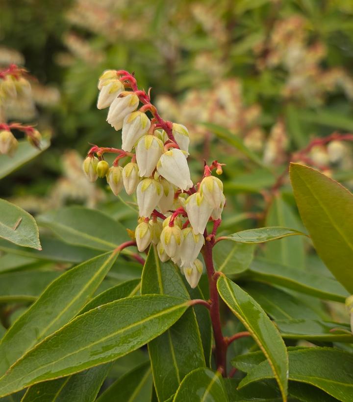 Image Credit: Prides Corner Farms