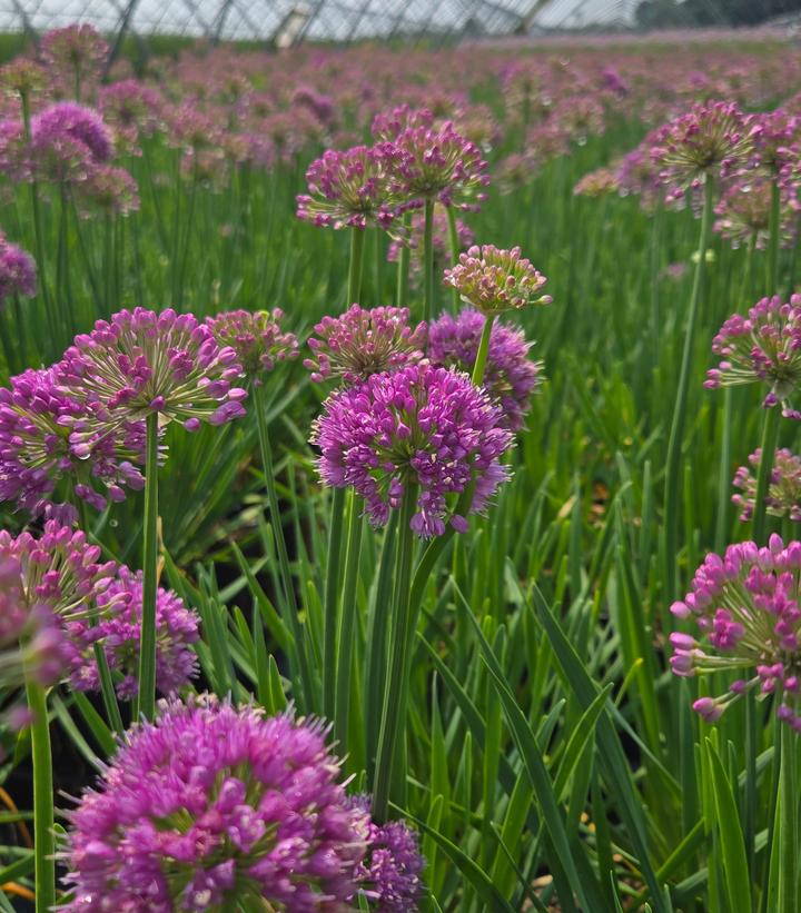 Image Credit: Prides Corner Farms