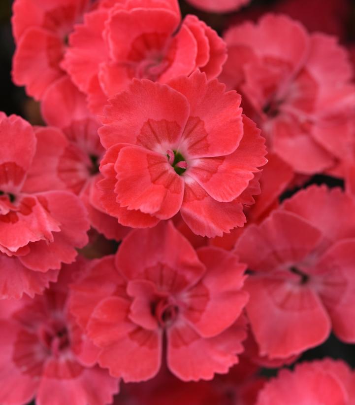 Image Credit: Ball Horticultural