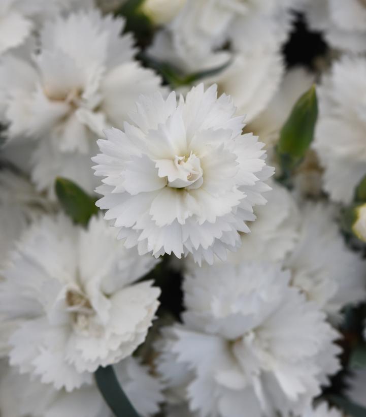 Image Credit: Ball Horticultural