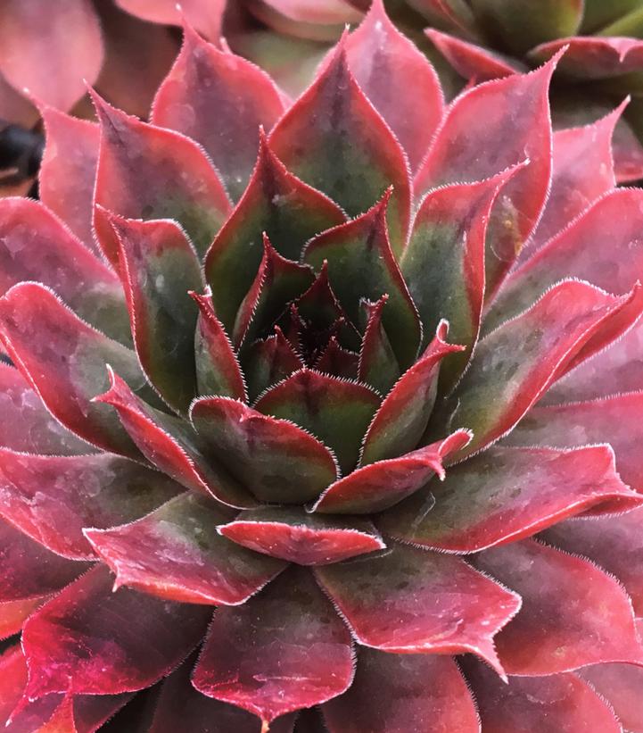 Image Credit: Garden Solutions