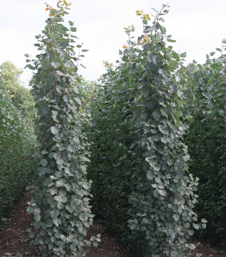 Image Credit: Bailey Nurseries