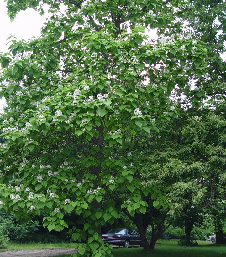 Catalpa speciosa 