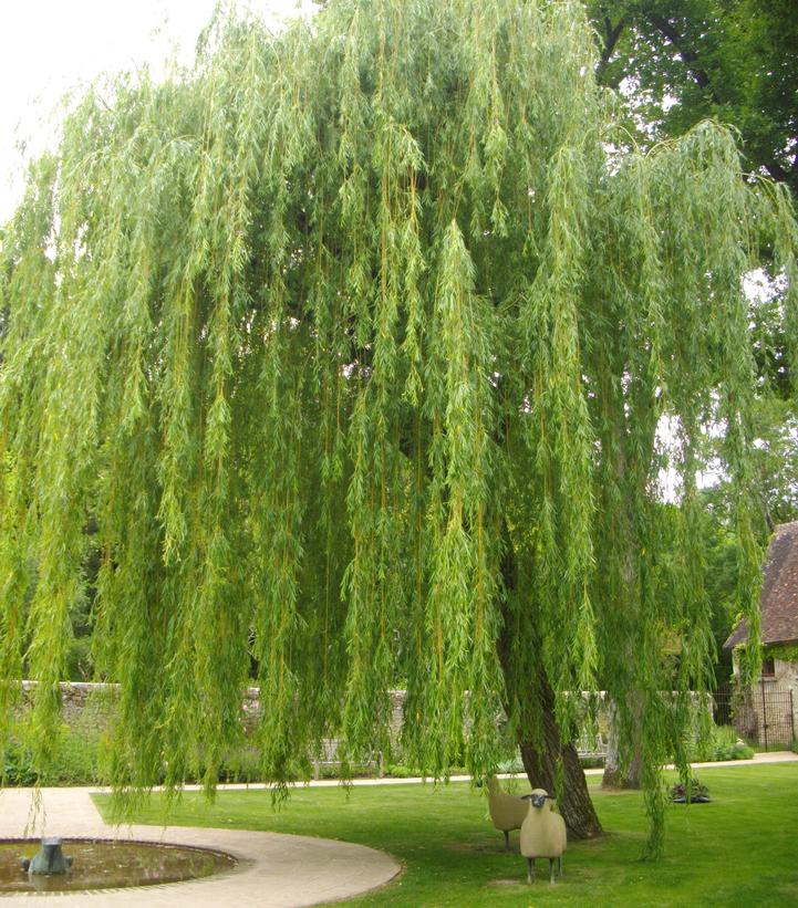 Image Credit: Wikipedia