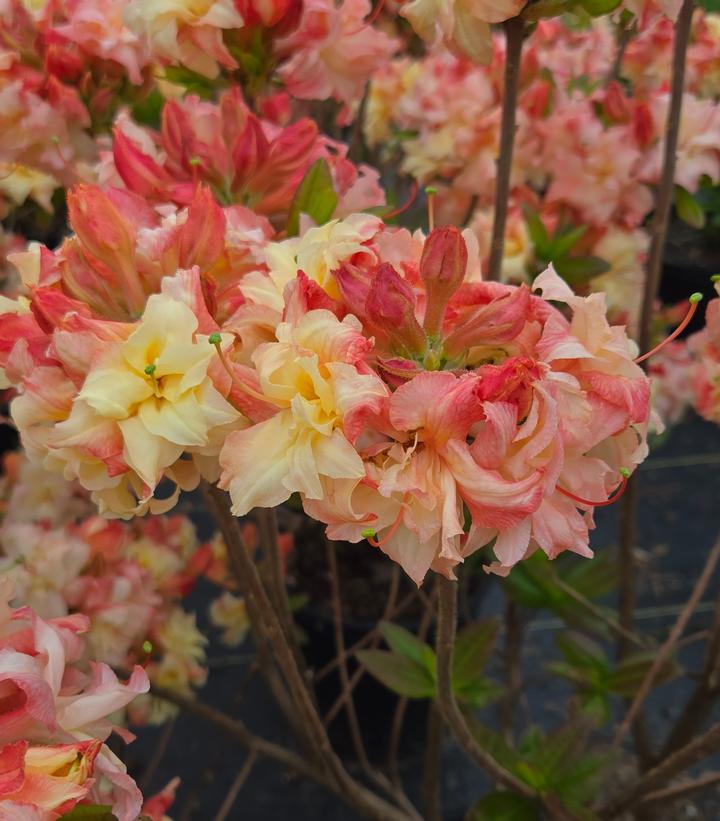 Image Credit: Prides Corner Farms