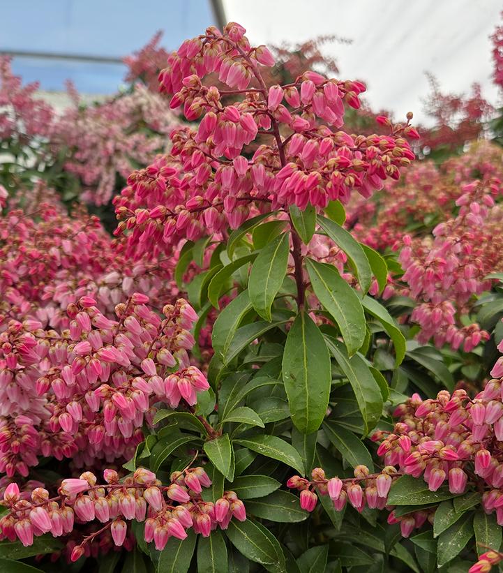 Image Credit: Prides Corner Farms