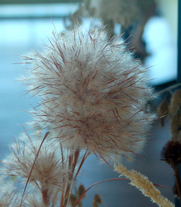 Image Credit: Prides Corner Farms