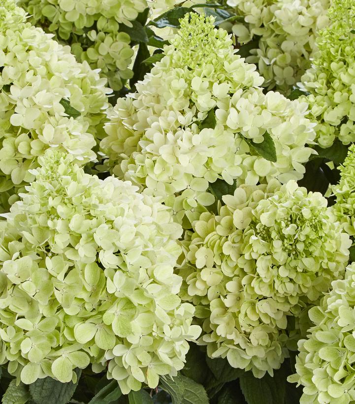 Image Credit: Hydrangea Breeders Association