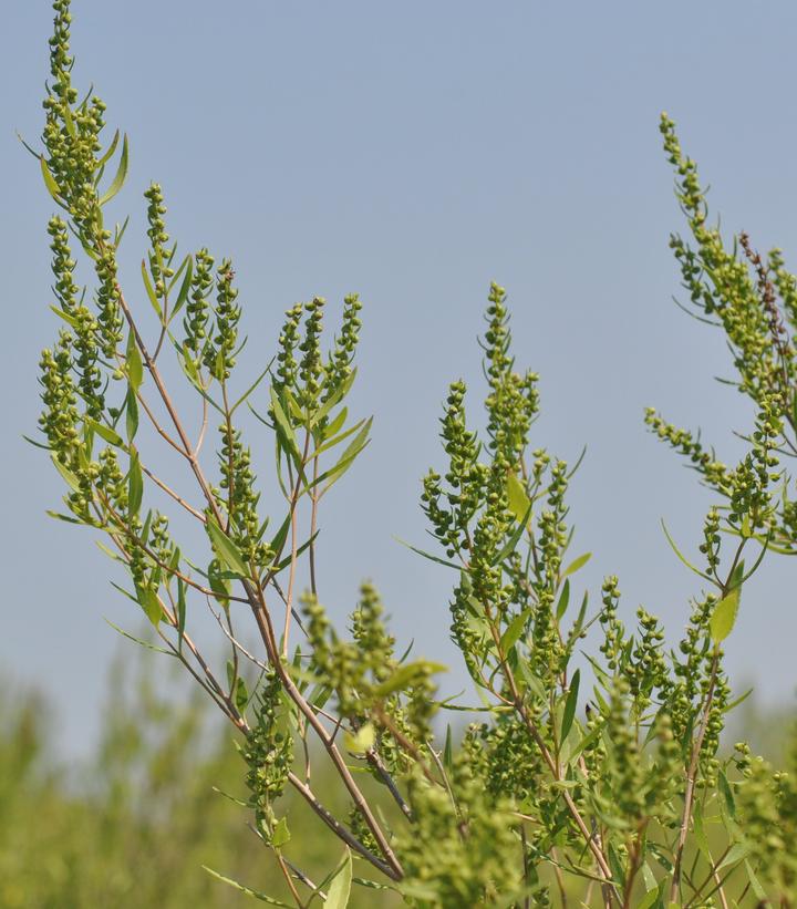 Image Credit: U.S. Geological Survey