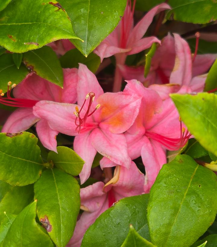 Image Credit: Prides Corner Farms