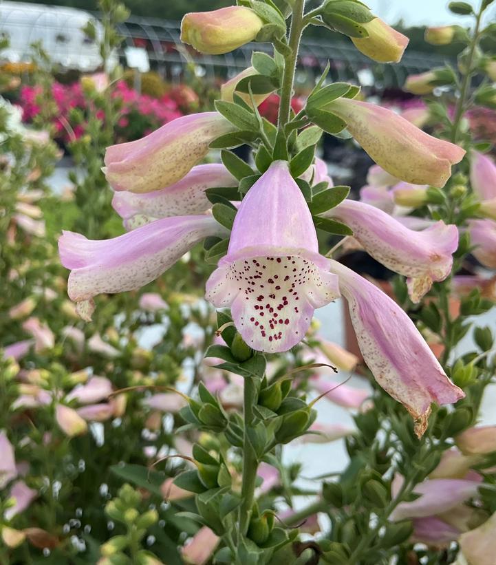 Image Credit: Penn State University