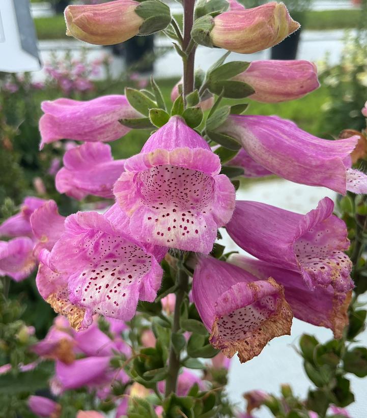 Image Credit: Penn State University