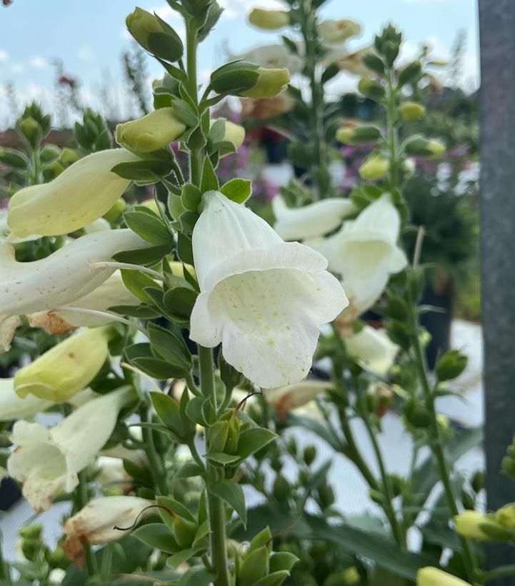 Image Credit: Penn State University