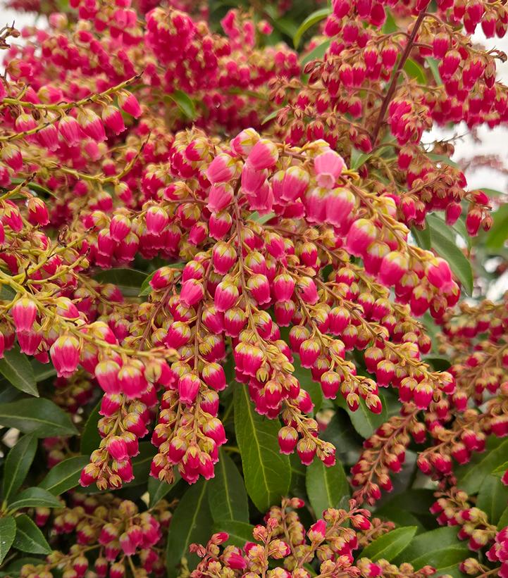 Image Credit: Prides Corner Farms