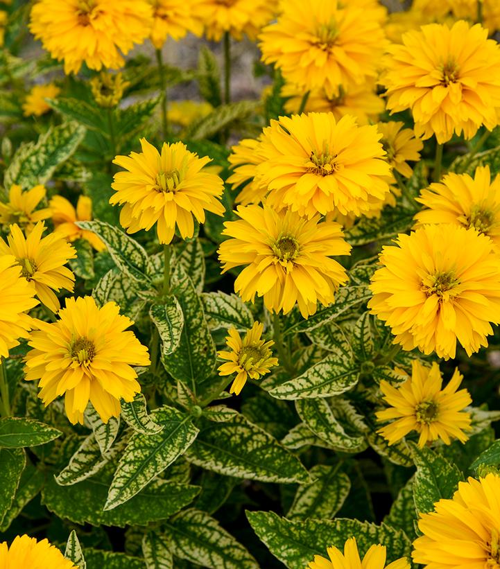 Image Credit: Walters Gardens