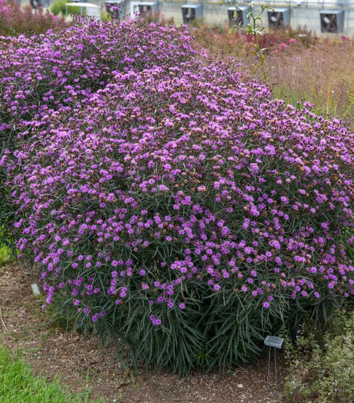 Image Credit: Walters Garden