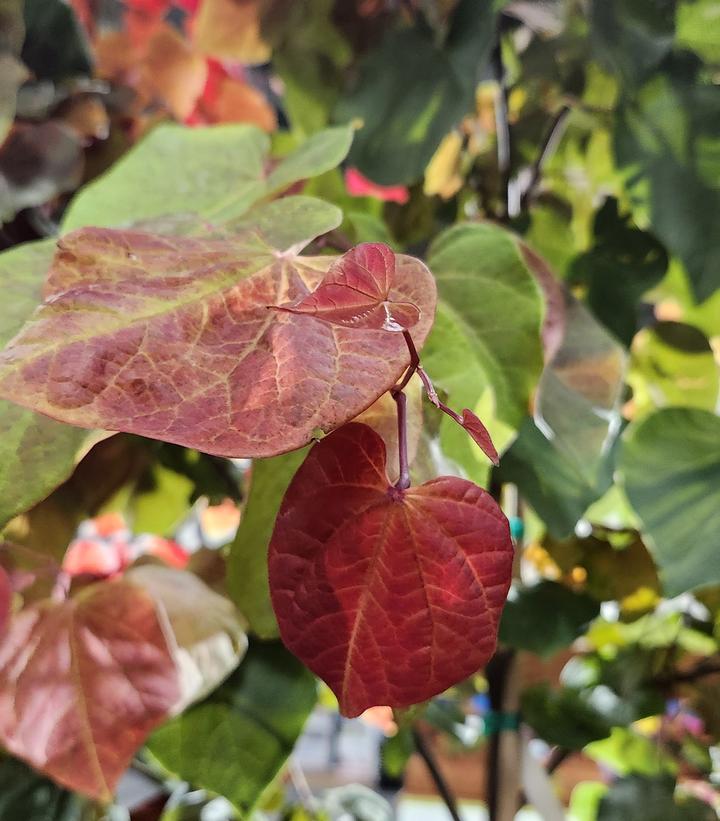 Image credit: Prides Corner Farms