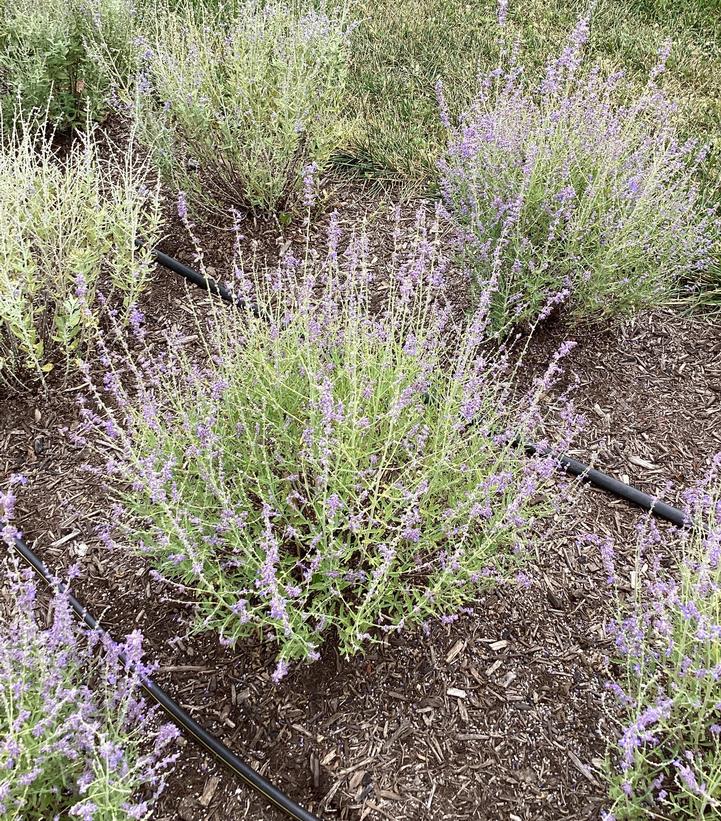 Image Credit: Penn State University